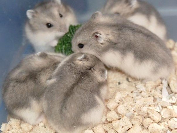 Породы хомяков | ЗооТом - продажа, вязка и услуги для животных в Камешково