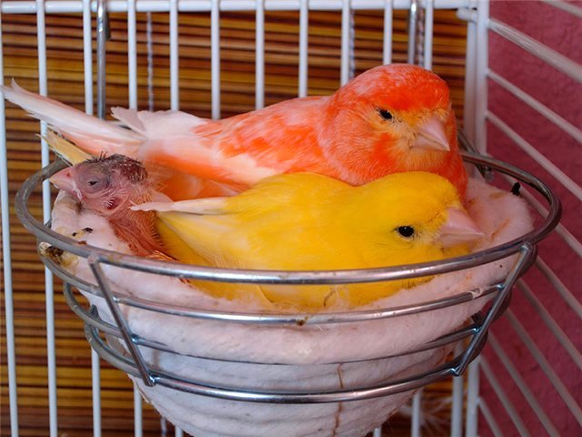 Содержание канареек и уход за ними в Камешково