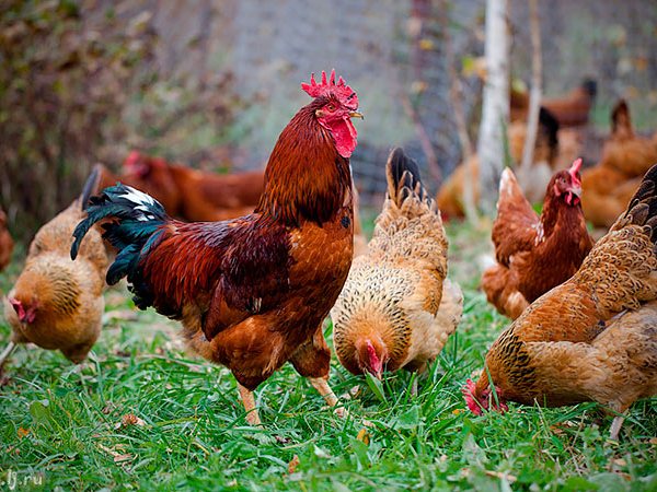 Породы куриц | ЗооТом - продажа, вязка и услуги для животных в Камешково