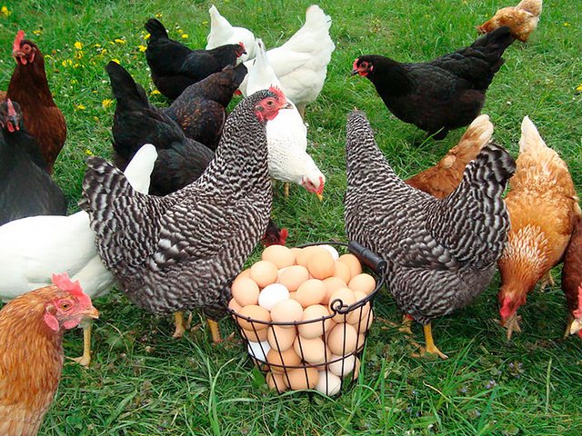 Содержание кур и уход за ними | ЗооТом - продажа, вязка и услуги для животных в Камешково