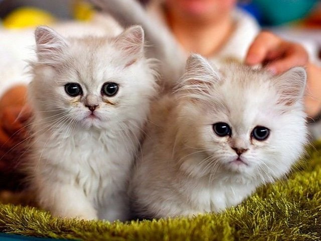 Породы кошек в Камешково | ЗооТом портал о животных