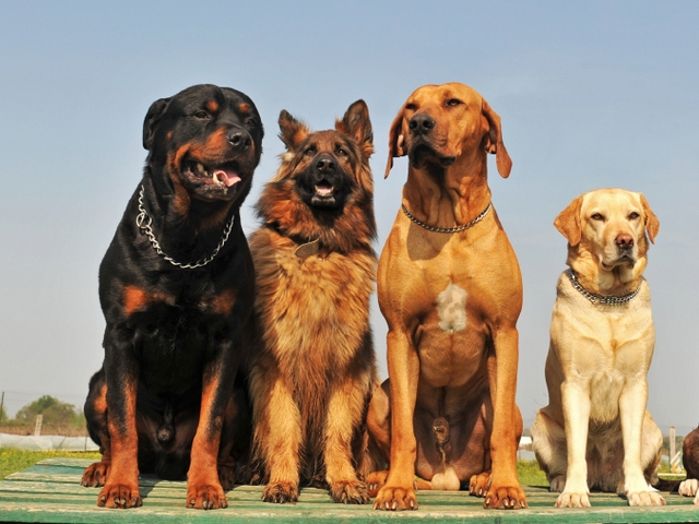 Крупные породы собак в Камешково | ЗооТом портал о животных