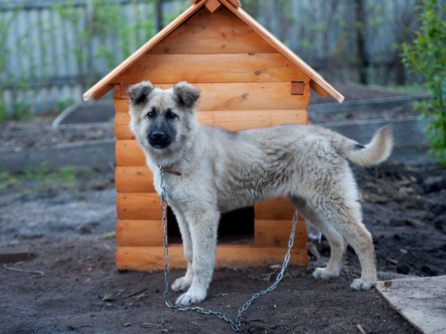 Все о собаках в Камешково Все о собаках в Камешково